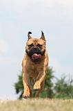 BULLMASTIFF 296